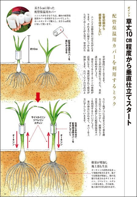 垂直仕立て栽培　にんにく